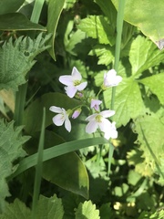 Cardamine pratensis