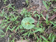 Angiospermae