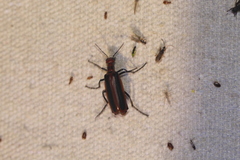 Pyrota tenuicostatis