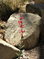 Penstemon superbus