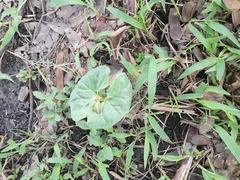 Angiospermae
