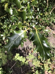 Ilex aquifolium