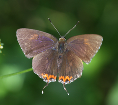 Heliophorus epicles latilimbata