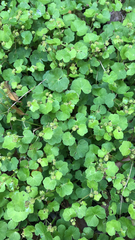 Hydrocotyle pseudoconferta
