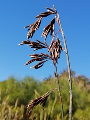 Thamnochortus spicigerus