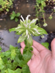 Monarda lindheimeri