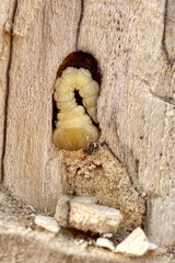 Texania fulleri