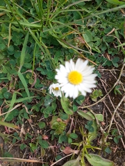 Bellis perennis