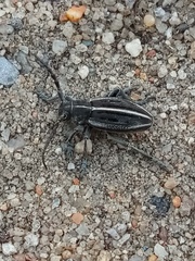 Dorcadion holosericeum