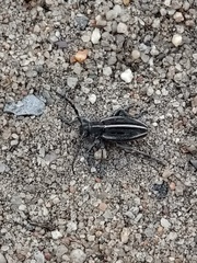 Dorcadion holosericeum