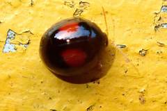 Argopistes coccinelliformis