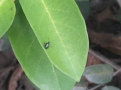 Chrysomelidae