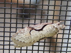 Semioscopis packardella