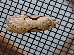Semioscopis packardella