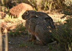 Lepus capensis