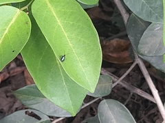 Chrysomelidae