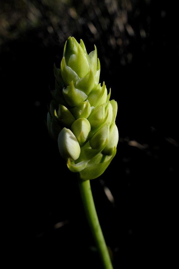 Aspasia