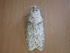 Semioscopis inornata