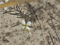 Nerisyrenia linearifolia