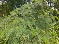 Fabaceae