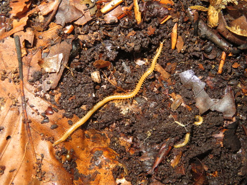 Western Yellow Centipede, Haagse Hout, Den Haag, Nederland, photo 9 of 10