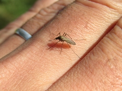 Aedes albifasciatus