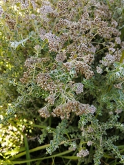 Plecostachys serpyllifolia