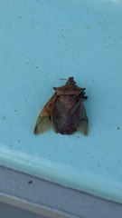 Alcaeorrhynchus grandis