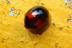 Argopistes coccinelliformis