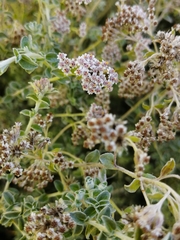 Plecostachys serpyllifolia