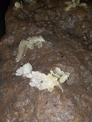 Volegalea cochlidium