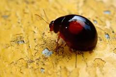 Argopistes coccinelliformis