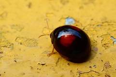 Argopistes coccinelliformis