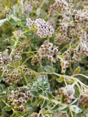 Plecostachys serpyllifolia