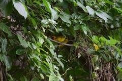 Ploceus brachypterus