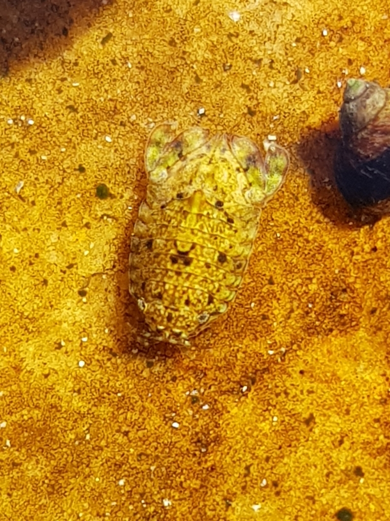 Parisocladus