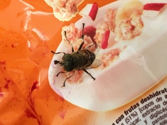 Eristalinus taeniops