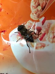 Eristalinus taeniops