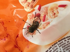 Eristalinus taeniops