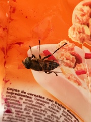 Eristalinus taeniops