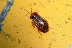 Geocoris ochropterus