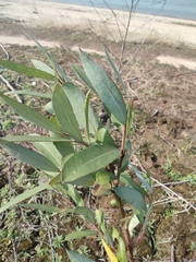 Salix babylonica