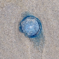 Porpita porpita