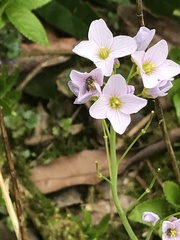 Cardamine pratensis