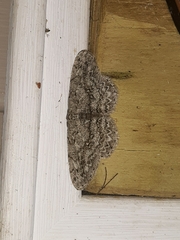 Hypomecis umbrosaria