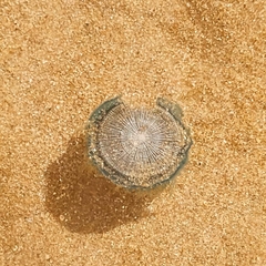 Porpita porpita