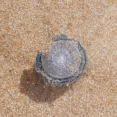 Porpita porpita