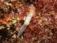 Polycera