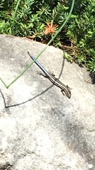 Plestiodon fasciatus