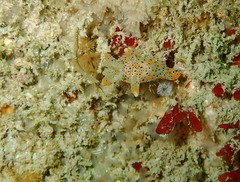 Thecacera pennigera